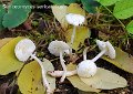 Leucoagaricus sericatellus-amf1161